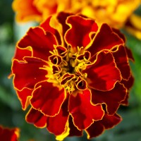 Jual Benih Bunga Marigold French Murah