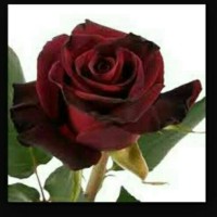 Bibit Bunga Mawar Merah Hati