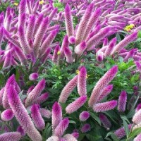 Biji / Benih / Bibit Bunga Celosia