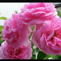 Bibit Bunga Mawar FloriBunda Pink