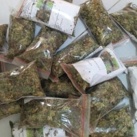 Jual Rumput Kebar untuk Kesuburan Pria dan Wanita Murah