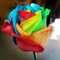 Jual Benih Biji Rainbow Rose - Import Murah