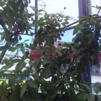 bibit buah kelengkeng cangkoan dan sudah berbuah
