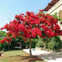 Promo 1 Kg (Isi 2200) Benih / Biji / Bibit Bunga Flamboyan Merah