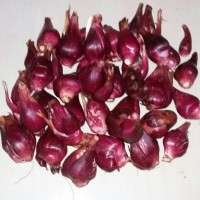 Jual Bawang Dayak - Bawang Tiwai -Bawang Berlian Penakluk Berbagai Penyakit Murah