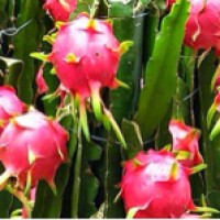 benih/bibit/biji buah naga ungu