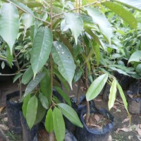 bibit tanaman durian musang king kaki satu murah | harga bibit durian