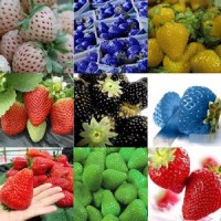 Benih Bibit Biji Buah Strawberry MIX/ Campur Color Import