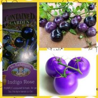 Jual BENIH TOMAT UNGU Murah