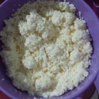 Jual BIBIT KEFIR Murah
