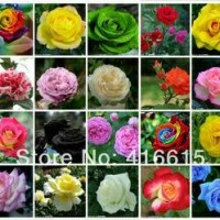 Jual Biji Benih Mawar Mix 20 Jenis ~ Import Murah