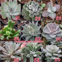Jual Kaktus succulent plants Murah