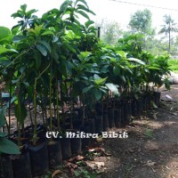 Bibit Alpukat Mentega | Alpukat Mentega Kini Bisa di Beli di Purworejo