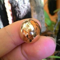 Jual BADAR EMAS ASLI SULAWESI KUALITAS SUPER Murah