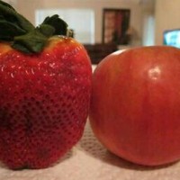 Jual Benih / Bibit Big Strawberry - Import Murah
