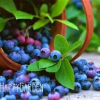 Jual Benih /Bibit Buah Blueberry - Import Murah