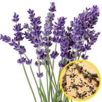 Jual Bibit Benih Biji Bunga Lavender Purple Ungu Murah