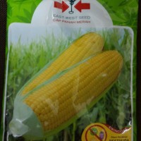 Benih Jagung Manis Secada F1 1750 Butir
