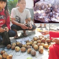 Jual PENGUSIR TIKUS BUAH SIMPALAK BUAH BINTARO BUAH NYING-NYING Murah