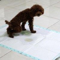 Jual TRAINING PAD LATIHAN PEE, PIPIS, KENCING, PUP ANJING Murah