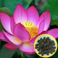 Jual Benih bibit biji tanaman Bunga Lotus Teratai Murah