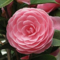 BIBIT MAWAR CAMELIA