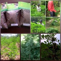 Bibit Indigofera