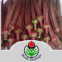 Jual Benih Okra Ungu Zahira IPB Murah