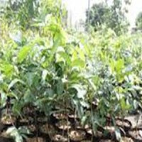 Bibit Buah Delima Unggulan