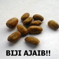 Jual BIJI AJAIB PENGHANCUR LEMAK!! BIJI POLOKYO ASLI!! Murah