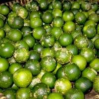 Jual Jeruk Sambal / Jeruk Nipis / Jeruk Limau Pontianak ...