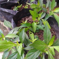 Jual Kumis Kucing / Bibit Kumis Kucing / tanaman Herbal / Kencing Batu Murah