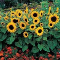 Jual biji Benih Bibit Bunga Matahari Sunflower Alchemy Murah