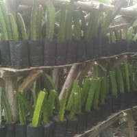 Jual bibit buah naga berkualitas Murah
