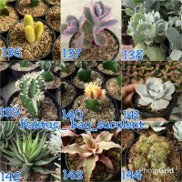 Jual Kaktus bay suculent Murah