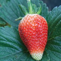 biji/benih/bibit buah strawberry vesca baron