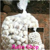 Jual bawang putih tunggal/bawang lanang Murah
