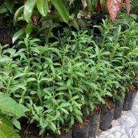 Jual Bibit Stevia, Si Daun Manis Pengganti Gula Pasir Murah