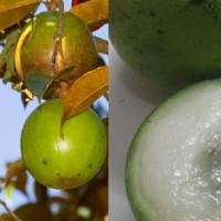 jual min 25 biji benih buah apel jawa genitu kenitu aneka benih tanaman jual min 25 biji benih buah apel jawa genitu kenitu aneka benih tanaman