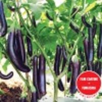 Bibit Benih Terong Lezata F1 5 gram