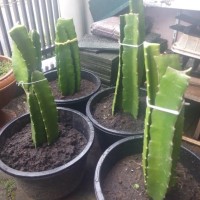 Jual Bibit Buah Naga Merah Berakar Murah