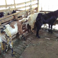 Jual kambing aqiqah Murah