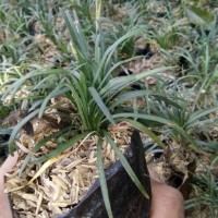 Jual Kucai Mini Tanaman Hias Pengganti Rumput Murah