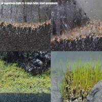 Jual Mini hairgrass seed 5ml(super small) Murah