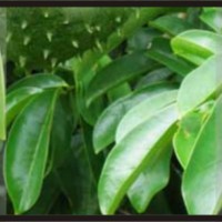 Jual DAUN SIRSAK / OBAT KANKER / HERBAL / TUMOR Murah