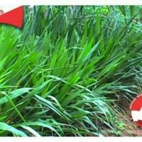 Bibit odot, rumput gajah, pakan ternak bernutrisi tinggi.