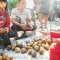 Jual BUAH PENANGKAL TIKUS Murah