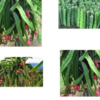 Jual GRADE-A -Batang Bibit Bunga Hias/Buah Naga Merah.Bukan biji-Siap tanam Murah