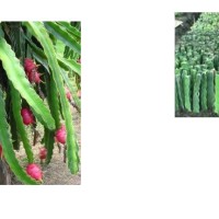 Jual GRADE-B -Batang Bibit Bunga Hias Buah Naga Merah.Bukan biji-Siap tanam Murah