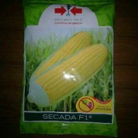 Bibit Benih Jagung Manis Secada 1750 biji